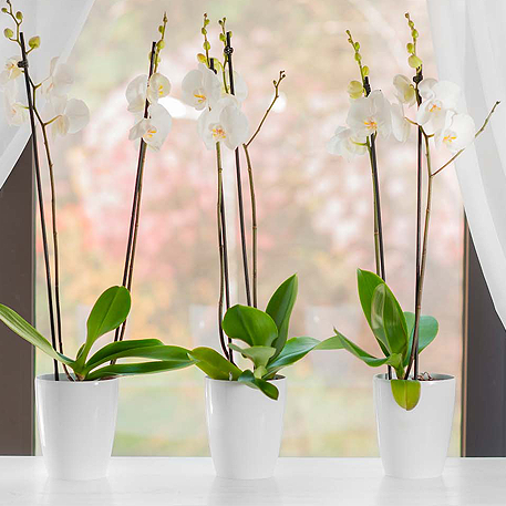 Горшок “Орхидея ” 1,3 л., белый d-12,5; h-15 см *
