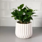 02.690.16 Кашпо Barcelona d16; h16 см белый (ш/к 6873)