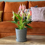 15.017.15 Кашпо с поддоном Déco d15; h15 см серый (ш/к 7960)