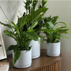 31.170.13 Кашпо с поддоном Piano d13, h14 см белый (ш/к 1546)