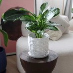 77.703 Ком-т кашпо с поддоном Vintage (d14,h15, d19,h19 см) белый (ш/к 2574)