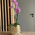 02.631.16 Кашпо Moon d16, h13 см золото (ш/к 1274)