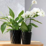 03.123.16 Кашпо Barcelona d16, h16 см черный (ш/к 3755)