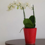 05.440.13 Кашпо Barcelona d13, h15 см красный (ш/к 7051)