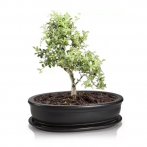 16.036.40 Кашпо овал. с поддоном Bonsai 40*30, h8 см графит (ш/к 5865)