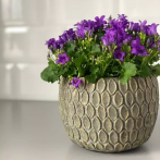 05.229.09 Кашпо Rustic d9; h7 см серо-зеленый (ш/к 1150)