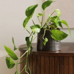 02.768.14 Кашпо Vintage d14, h13 см черная бронза (ш/к 3960)