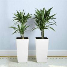 FINEZJA с вкладышем