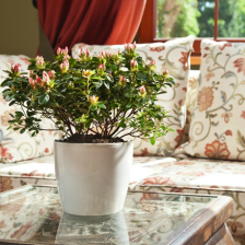 MAGNOLIA